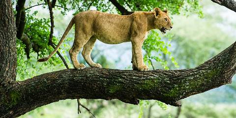 lake manyara national park 036.jpg