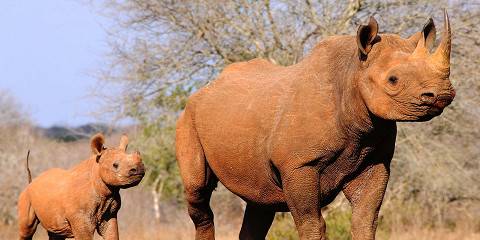 mkomazi national park 020.jpg