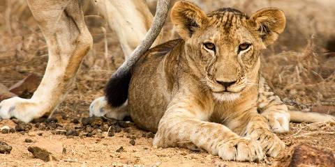 nyerere national park 009.jpg