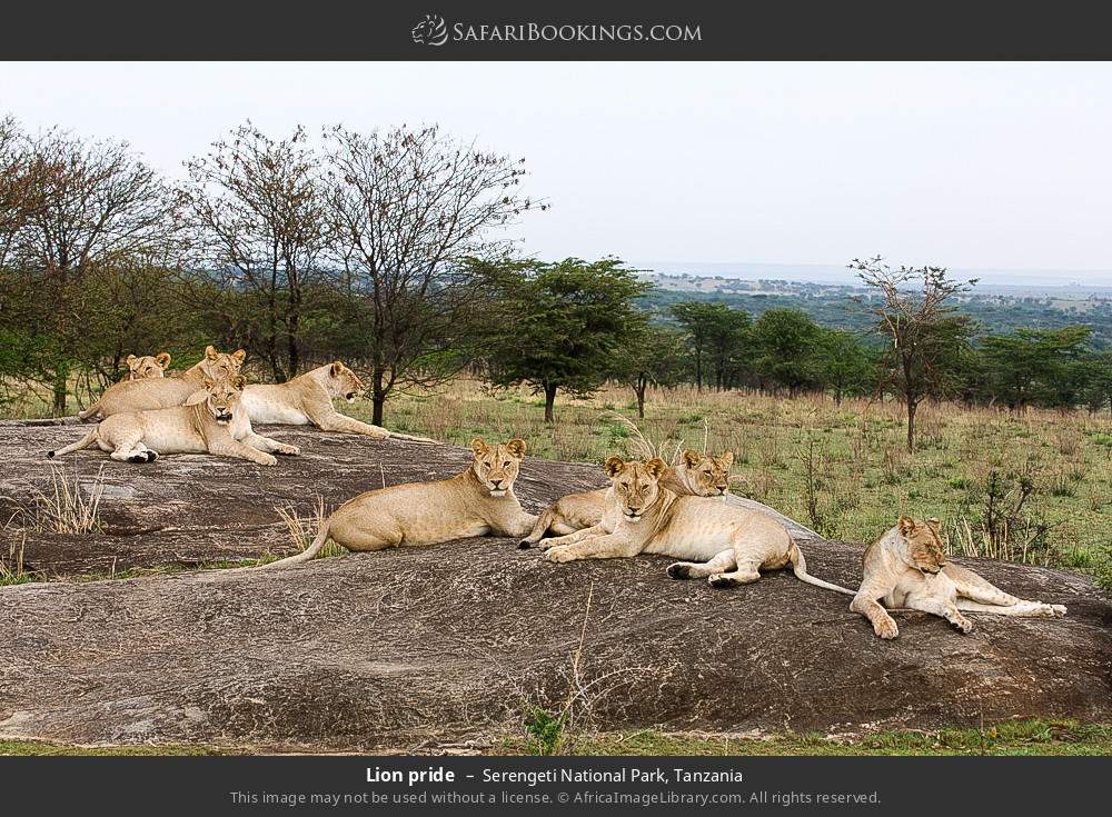 serengeti national park 009.jpg