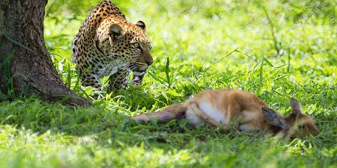 serengeti national park 036.jpg