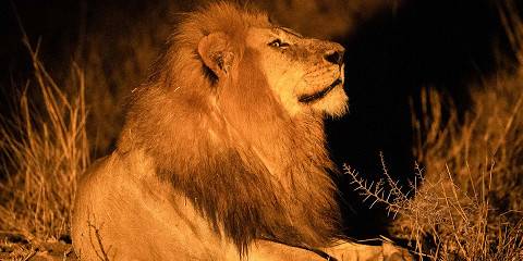 serengeti national park 117.jpg