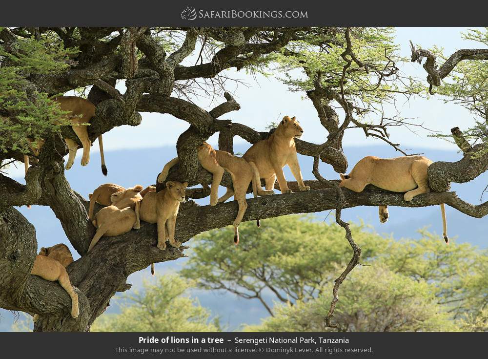 serengeti national park 122.jpg