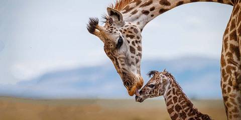 serengeti national park 125.jpg