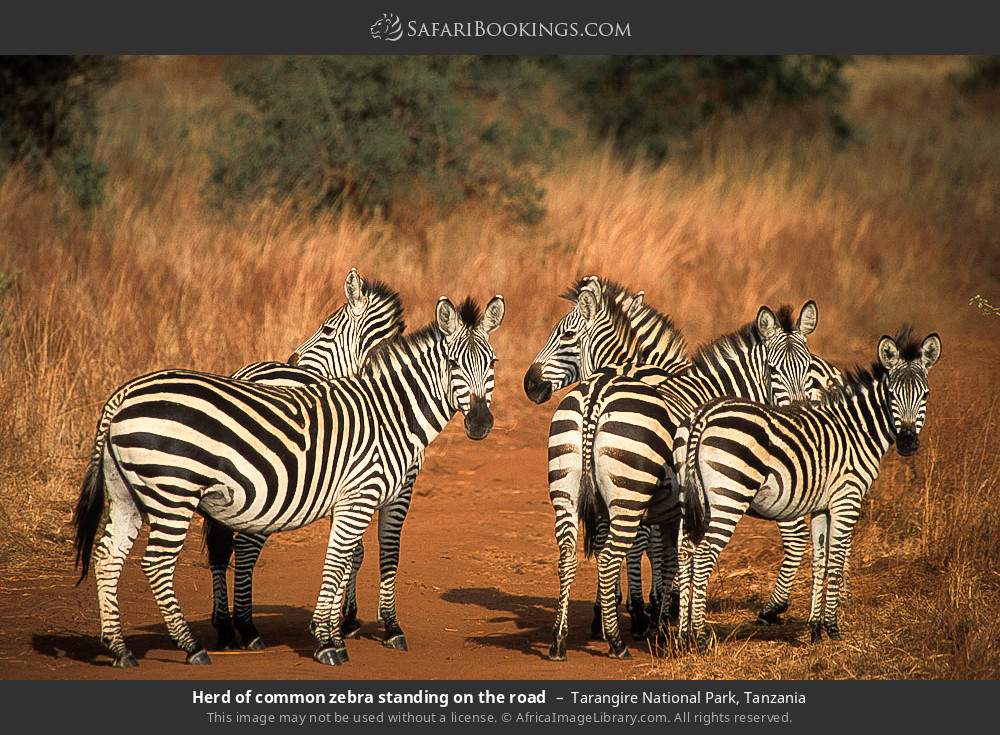 tarangire national park 019.jpg
