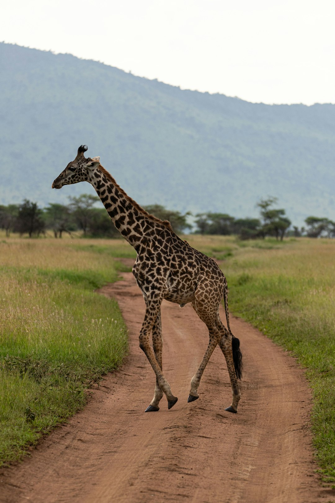 Giraffe from safari in Tanzania, Africa