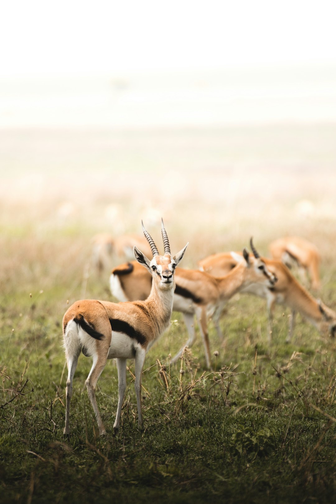 a-herd-of-gazelle-standing-on-top-of-a-lush-green-field-frcq-heetek