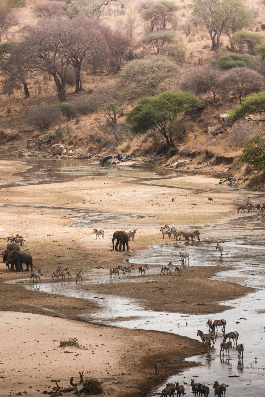 a-herd-of-wild-animals-walking-across-a-river-zgyfizpuuci