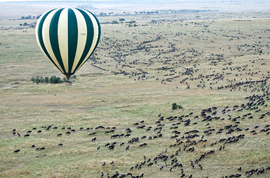 I took this photo from our hot air balloon of another hot air balloon flying over thousands of wildebeest over the Masai Mara in Kenya.