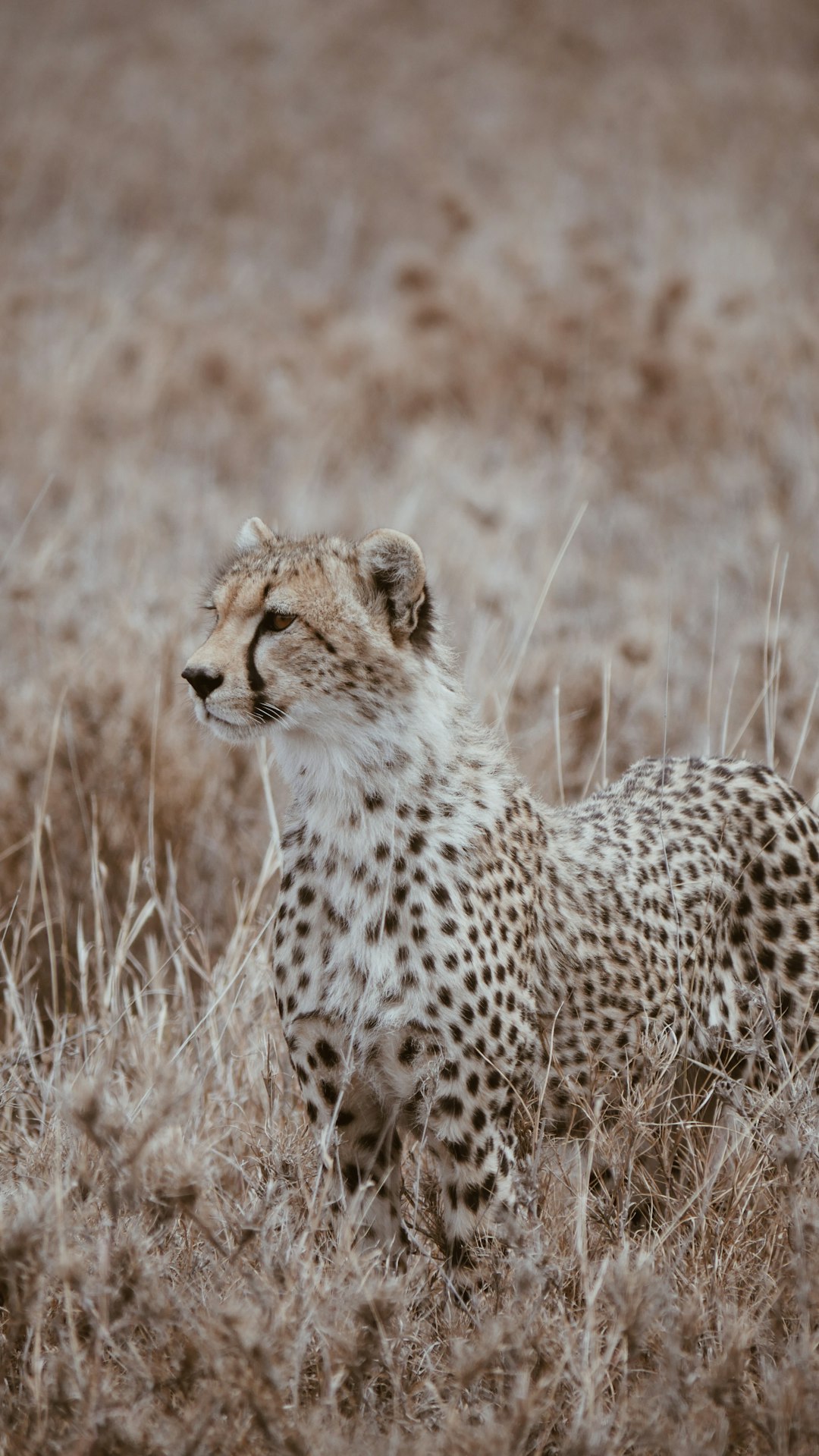 brown-cheetah-during-daytime-pgumqki2krq