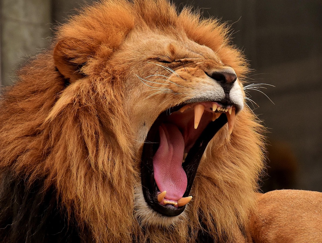 lion, predator, mane, big cat, yawning, nature, roar